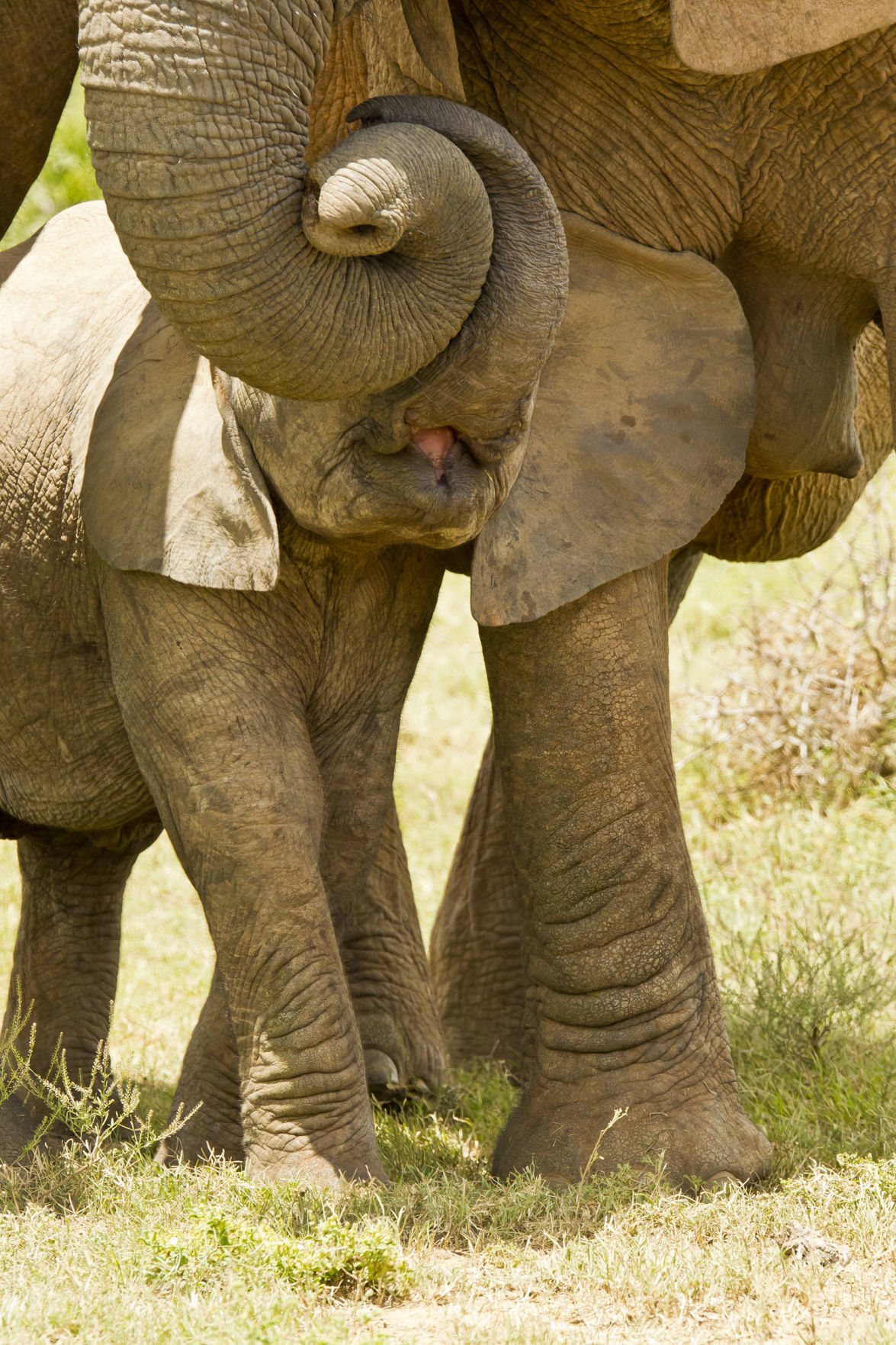 Elephants